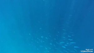 Риф в Рас-Мохаммед 2024 год