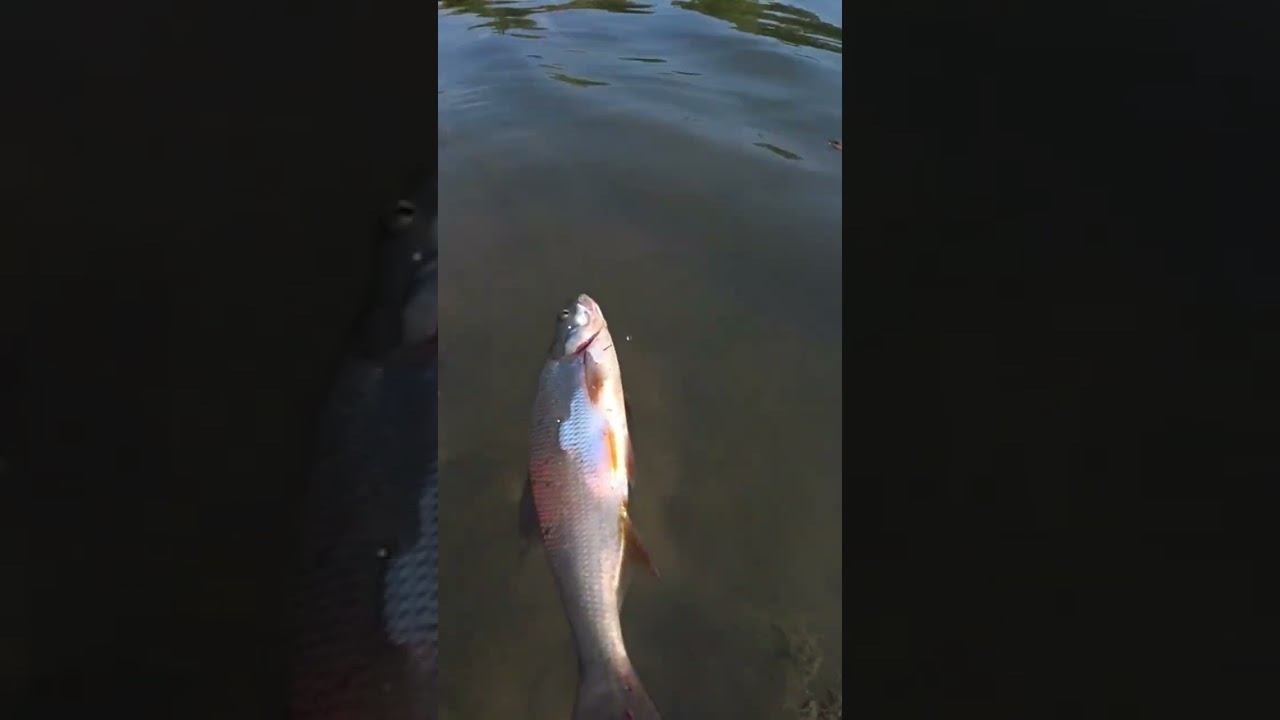 Придёт или не придёт? #рыбалка #спиннинг #shorts смотреть онлайн