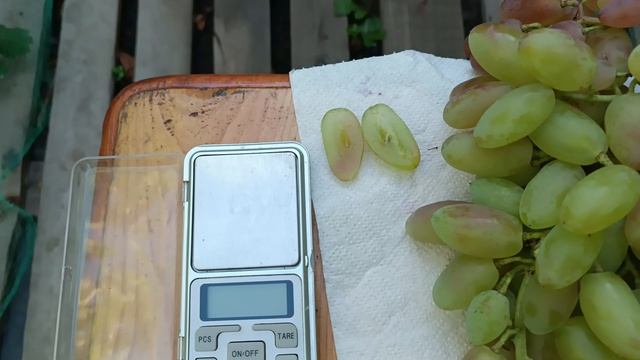 г.ф. Сенсация Капелюшного В.У. на 11.09.2025 года