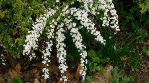 01=04=2025  ник   (71)  ЦВЕТ