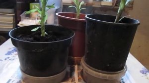 41-2017 Сажаю лилии на зиму в горшок _ Elena Pero