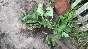 Уборка катрана (хрена) 13 сентября