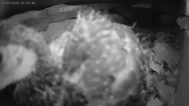 Птенец голубя настраивает камеру - Baby pigeon adjusts the camera смотреть онлайн