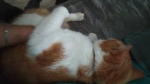 Котик просит почесать пузо