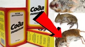 Как избавиться от мышей За 3 Секунды! !!!! !