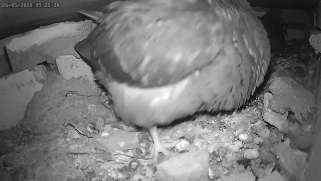Голубь отругал поздно вернувшегося птенца - The pigeon scolded the late returning chick смотреть онлайн