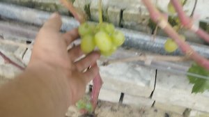 Виноград Синдикат.