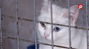 Доброе сердце 12.09.2025