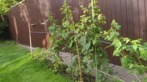 малина оранжывоя чуда