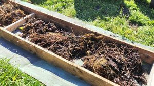 Новая грядка для кабачков