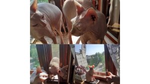 Савушка, Скрипка