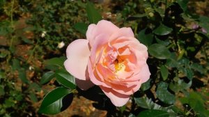 04=09=2025  РОЗА  КМР   (22)