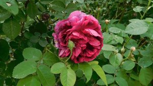 03=05=2025 ник (44) ЦВЕТ .