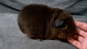 американский тедди золотой агути