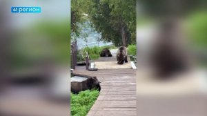 МЕДВЕЖАТА ПРИШЛИ НА ВЕСЫ – ПРОВЕРИТЬ, СКОЛЬКО ЖИРА НАГУЛЯЛИ К ЗИМЕ • БЕЗ КОММЕНТАРИЕВ