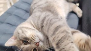 12-09-2025 деревенский кот живёт счастливо в деревне