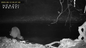 Лучший енот - Жирный енот!