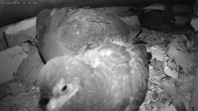 Голуби медитируют 2 - Pigeons meditate 2 смотреть онлайн