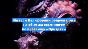 Жители Калифорнии попрощались с любимым осьминогом по прозвищу «Призрак»