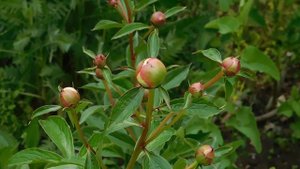 03=05=2025 ник     (27)  ЦВЕТ.