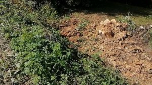 12.09.2025.Усадьба Парк Кино Ляхово. Парк Сибирских Кошек. Домодедово. Планы.Обзор проводимых работ