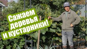 Саженцы осенью: ГЛАВНЫЕ правила посадки