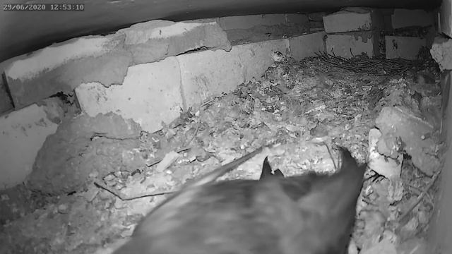 На кого ругаются стрижи - Who do the swifts swear at смотреть онлайн