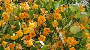 Осень | Николай Артемьев