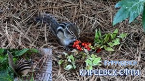 БУРУНДУКИ. 10.09.2025. КИРЕЕВСК-СФТИ