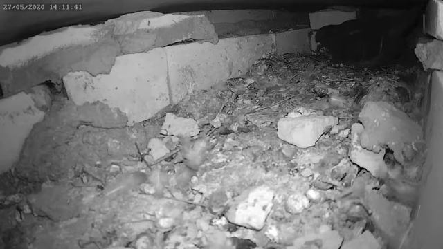 Голубь бросил яйца 2 - The pigeon threw the eggs 2 смотреть онлайн