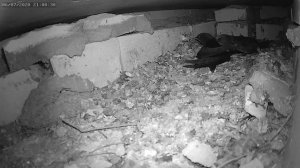 Стрижи чистят друг друга 3 - Swifts clean each other 3