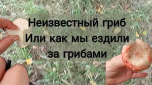 Как мы ездили за грибами.Нашли неизвестный гриб . Сентябрь 2025г.