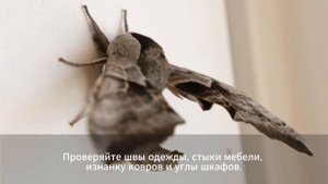 Как бороться с молью?