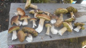 Гуляем с собакой и собираем грибы