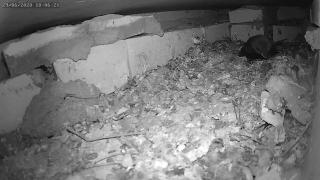 Стриж интересно чешется - The swift itches interestingly смотреть онлайн