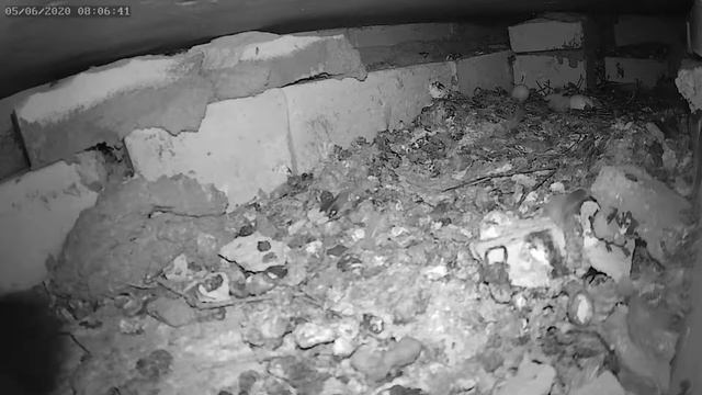 Голубь бросил птенца 3 - The pigeon left a baby bird 3 смотреть онлайн