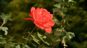 03=10=2024   (3)  ЦВЕТ