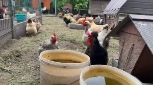🐓🐓🐓🐓🪶