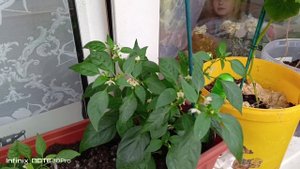 В кругу семьи. Балетная школа. Обед. Блинчики с сыром.