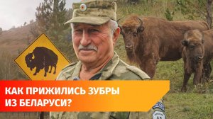 Как живут зубры, привезенные Хабировым из Беларуси? Репортаж из Мурадымовского ущелья