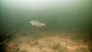 Под водой #27