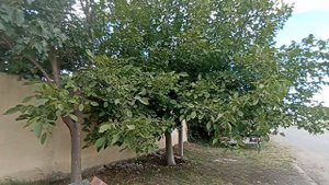 Прогулка по Рустави 12.09.2025 (6 микрорайон)