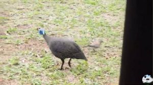 Обыкнове́нная цеса́рка Numida meleagris