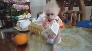 Обезьянка ЛАПУСЯ МАЛЮСЯ не пошла к чужому Убежала Папа дал молока трубочкой МИЛОТА