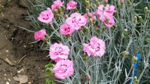 05=05=2025   ХОР   ник    (63)