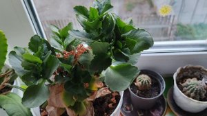 13-09-2025 каланхоэ растет в деревне на окне