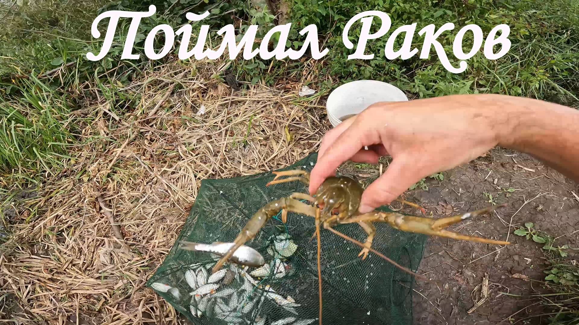 ЛОВЛЯ РАКОВ НА РАКОЛОВКИ ( Зонтик ) Прикормка с Озона