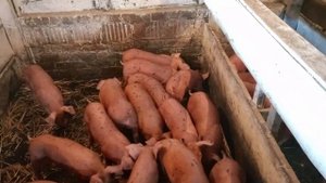 продажа поросят кантор.кормление поросят