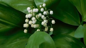 05=05=2025  ХОР ник    (8)