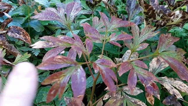 Пионы в сентябре